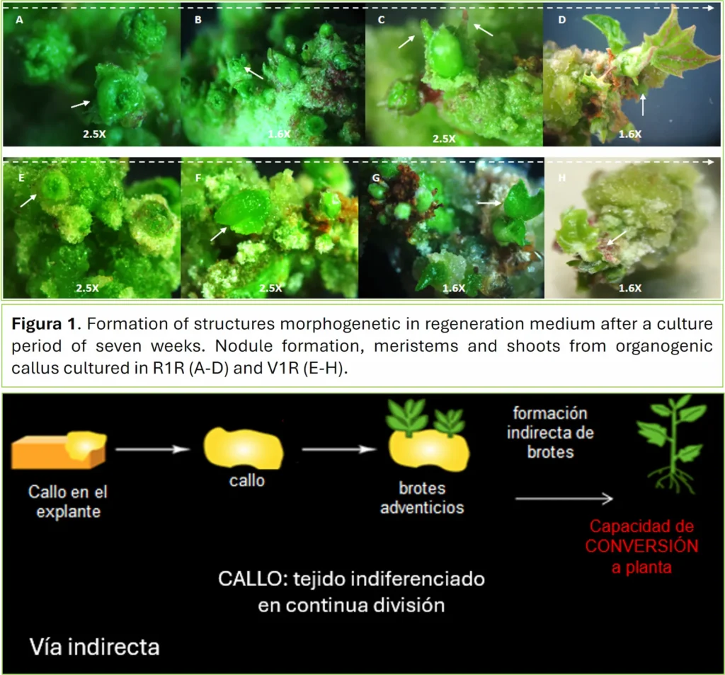 IX-reunion-de-biología-vegetal