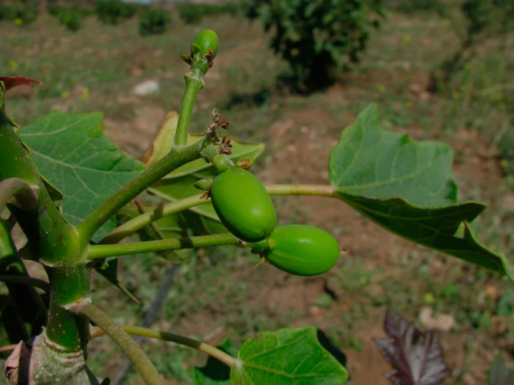 produccion_hibrido_jatropha_02