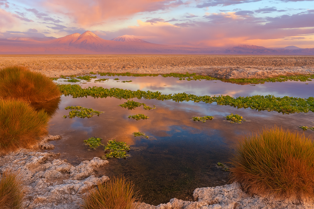 Humedal en Salar de Atacama